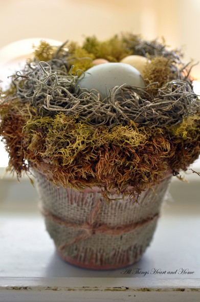 Bird’s Nest in Pot.