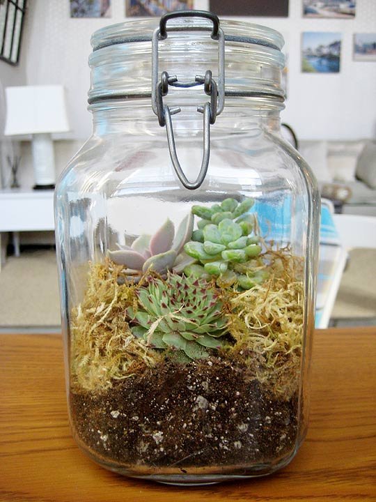 Terrarium in a Jar.