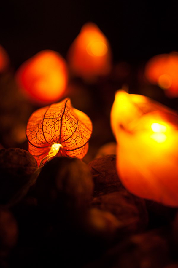 Dried Physalis blossoms to Make Fairy Lights.