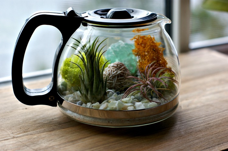 Stunning air plant coffee pot terrarium.