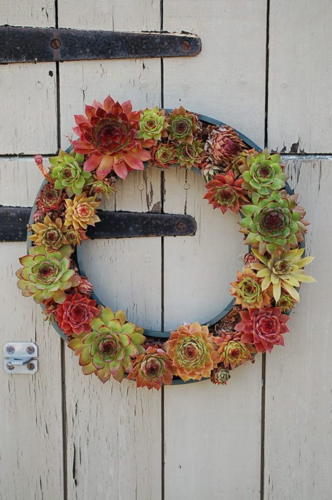 Tire Used As Base For Succulent Wreath.