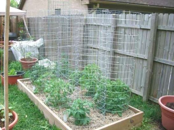 tomato cage