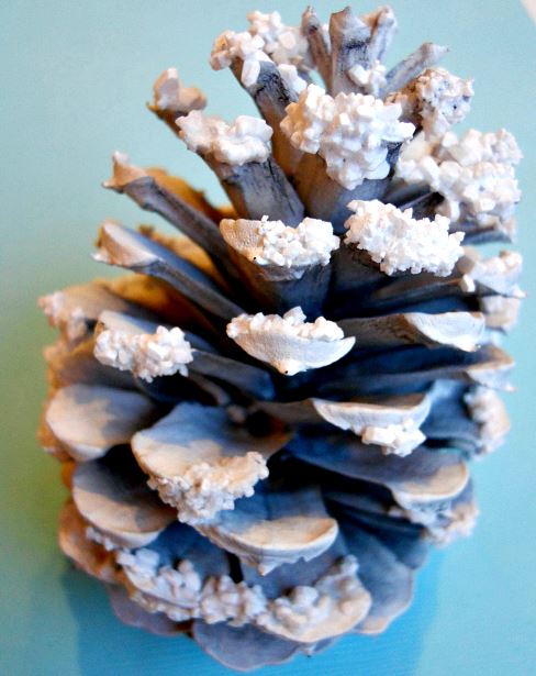 Snowy Pinecones by Little Wonders’ Days