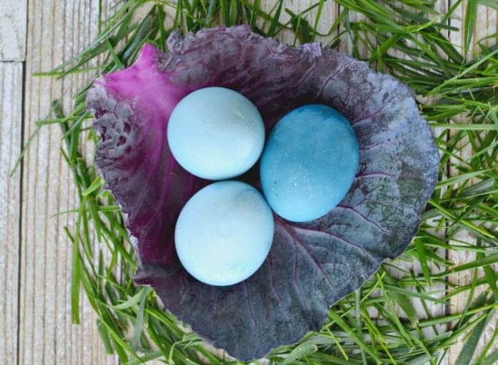 Dye Easter Eggs with Cabbage.