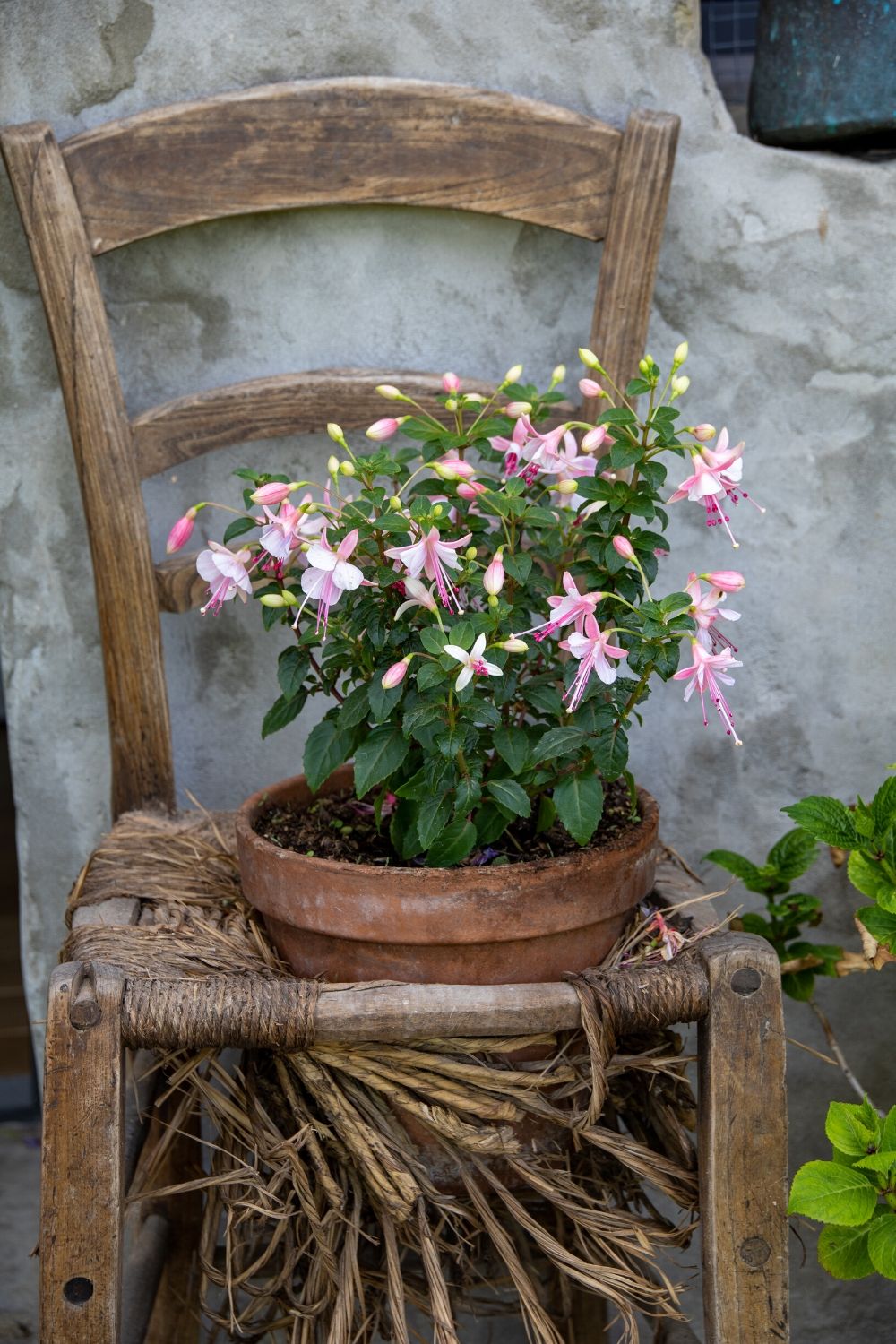 A terracotta vase with a shadow dancer plant with pink flowers nested in an old broken wooden straw chair.
