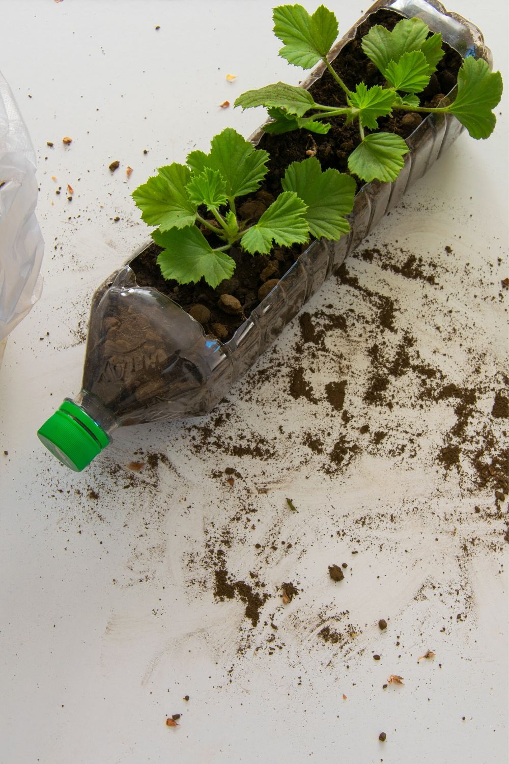 Rooting cuttings from geranium plants in the plastic bottle.
