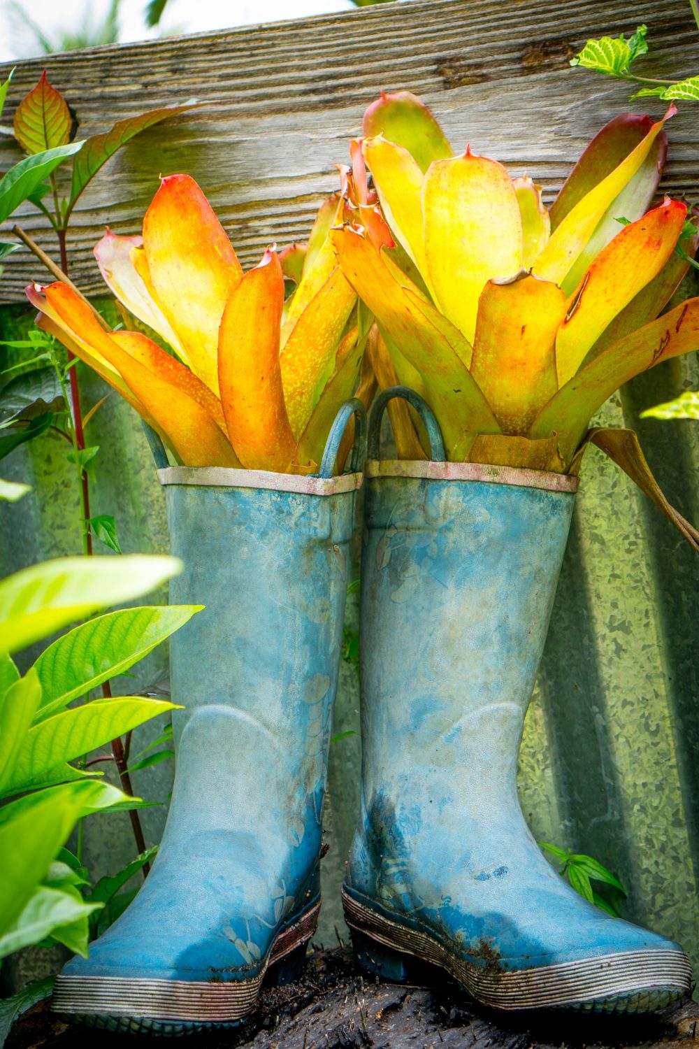 Succulent plant growing inside rain boots